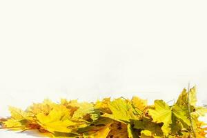 herfst gekleurde vallend esdoorn- bladeren geïsoleerd Aan wit achtergrond foto