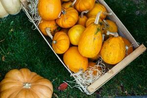 decoratief oranje pompoenen Aan Scherm Bij de boeren markt. oranje sier- pompoenen in zonlicht. oogsten en dankzegging concept. foto