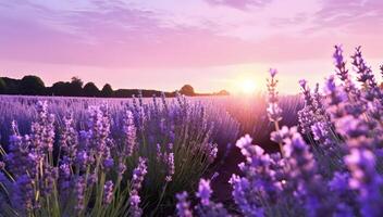 Frans lavendel bloemen veld- Bij zonsondergang. ai gegenereerd foto