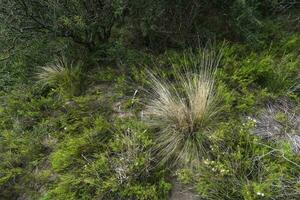calden Woud landschap, geofraea decorticans planten, la pampa provincie, Patagonië, Argentinië. foto