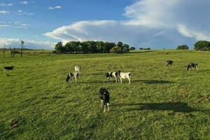 antenne visie van een troep van ossen voor exporteren, vee verheven met natuurlijk weilanden in de Argentijns platteland. foto