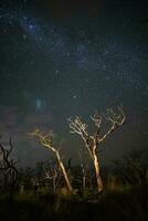 brandend bomen gefotografeerd Bij nacht met een sterrenhemel lucht, la pampa provincie, Patagonië , Argentinië. foto