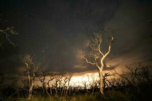 brandend bomen gefotografeerd Bij nacht met een sterrenhemel lucht, la pampa provincie, Patagonië , Argentinië. foto