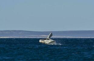 zuidelijk Rechtsaf walvis springen, bedreigd soorten, patagonië, argentinië foto