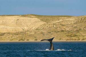 zuidelijk Rechtsaf walvis staart , schiereiland valdes Patagonië , Argentinië foto