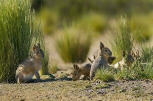 patagonisch kaviaar, Patagonië mara, schiereiland valdes, Patagonië , Argentinië foto