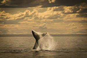 zuidelijk Rechtsaf walvis staart , schiereiland valdes Patagonië , Argentinië foto