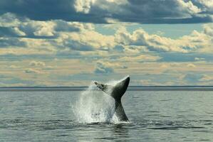 zuidelijk Rechtsaf walvis staart , schiereiland valdes Patagonië , Argentinië foto