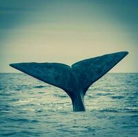 walvis Patagonië Argentinië foto