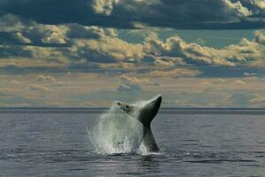 zuidelijk Rechtsaf walvis staart , schiereiland valdes Patagonië , Argentinië foto