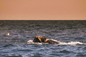zuidelijk Rechtsaf walvis ademen Aan de oppervlak, schiereiland valdes Patagonië , Argentinië foto