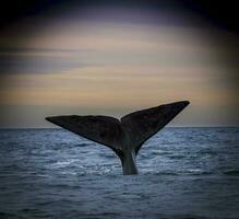 zuidelijk Rechtsaf walvis staart , schiereiland valdes Patagonië , Argentinië foto