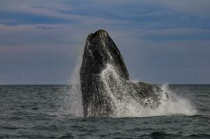 zuidelijk Rechtsaf walvis jumping , schiereiland valdes Patagonië , Argentinië foto