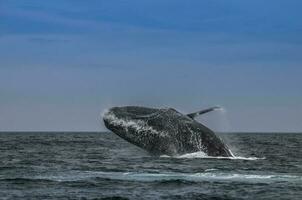 zuidelijk Rechtsaf walvis jumping , schiereiland valdes Patagonië , Argentinië foto