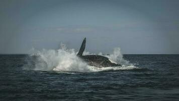 zuidelijk Rechtsaf walvis, Patagonië, Argentinië foto