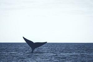 zuidelijk Rechtsaf walvis staart, bedreigd soorten, patagonië, argentinië foto