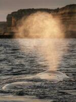 zuidelijk Rechtsaf walvis walvis ademen, schiereiland valdes, patagonië, argentinië foto