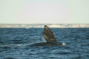 zuidelijk Rechtsaf walvis staart borstvinnen vin, bedreigd soorten, patagonië, argentinië foto