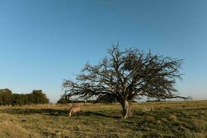 paard en eenzaam boom in pampa landschap foto