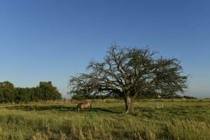 paard en eenzaam boom in pampa landschap foto