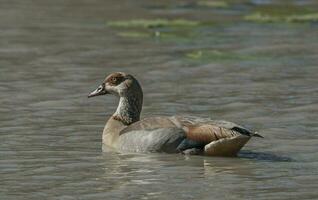 Egyptische gans alopochen egyptiaca Kruger nationaal park, zuiden Afrika foto