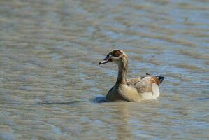 Egyptische gans alopochen egyptiaca Kruger nationaal park, zuiden Afrika foto