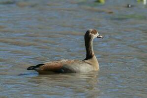 Egyptische gans alopochen egyptiaca Kruger nationaal park, zuiden Afrika foto