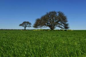 kleurrijk landschap, pampa, Argentinië foto