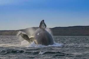 walvis springen , Patagonië foto