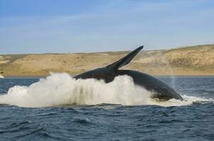 walvis springen , Patagonië foto