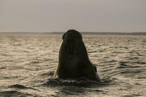 walvis springen , Patagonië foto