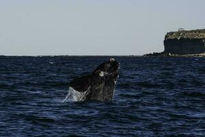 zuidelijk Rechtsaf walvis springen, bedreigd soorten, patagonië, argentinië foto