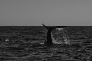 zuidelijk Rechtsaf walvis staart lobben, bedreigd soorten, patagonië, argentinië foto
