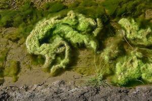 groen algen in aquatisch milieu , Patagonië, Argentinië. foto