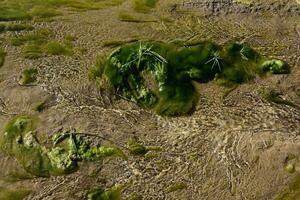 groen algen in aquatisch milieu , Patagonië, Argentinië. foto