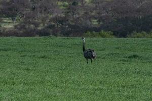 groter nah, Rhea americana, in pampa coutryside omgeving, la pampa provincie, ,Brazilië. foto