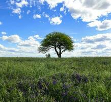 voorjaar seizoen landschap, la pampa foto