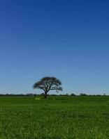 kleurrijk landschap, pampa, Argentinië foto