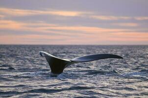 walvis staart toevalstreffer, Patagonië, Argentinië foto