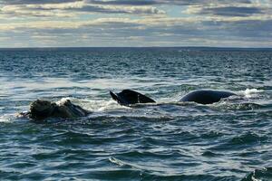 zuidelijk Rechtsaf walvis ademen in de oppervlak, schiereiland valdes, UNESCO wereld erfgoed plaats, patagonië, argentinië foto