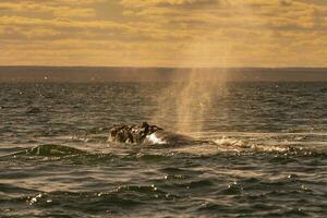 zuidelijk Rechtsaf walvis ademen in de oppervlak, schiereiland valdes, UNESCO wereld erfgoed plaats, patagonië, argentinië foto