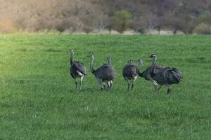 groter nah, Rhea americana, in pampa coutryside omgeving, la pampa provincie, ,Brazilië. foto