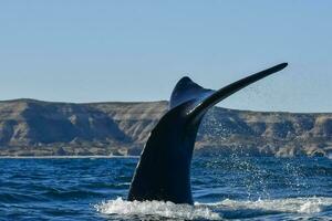 zuidelijk Rechtsaf walvis staart, schiereiland valdes, chubut, patagonië, argentinië foto