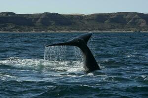 zuidelijk Rechtsaf walvis staart, schiereiland valdes, chubut, patagonië, argentinië foto