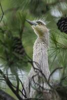 fluitend reiger , Syrigma sibilatrix , iber moerassen, corrientes provincie, Argentinië foto