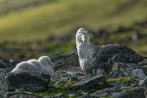 antartiek reusachtig stormvogel, hannah punt, livingston eiland, zuiden shetland , antraciet foto