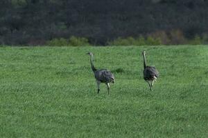 groter nah, Rhea americana, in pampa coutryside omgeving, la pampa provincie, ,Brazilië. foto