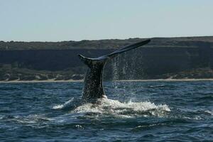 zuidelijk Rechtsaf walvis staart, schiereiland valdes, chubut, patagonië, argentinië foto