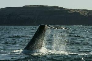 zuidelijk Rechtsaf walvis staart, schiereiland valdes, chubut, patagonië, argentinië foto