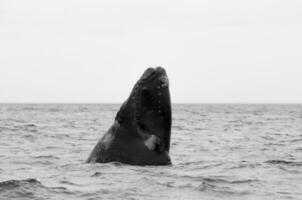 walvis Patagonië Argentinië foto